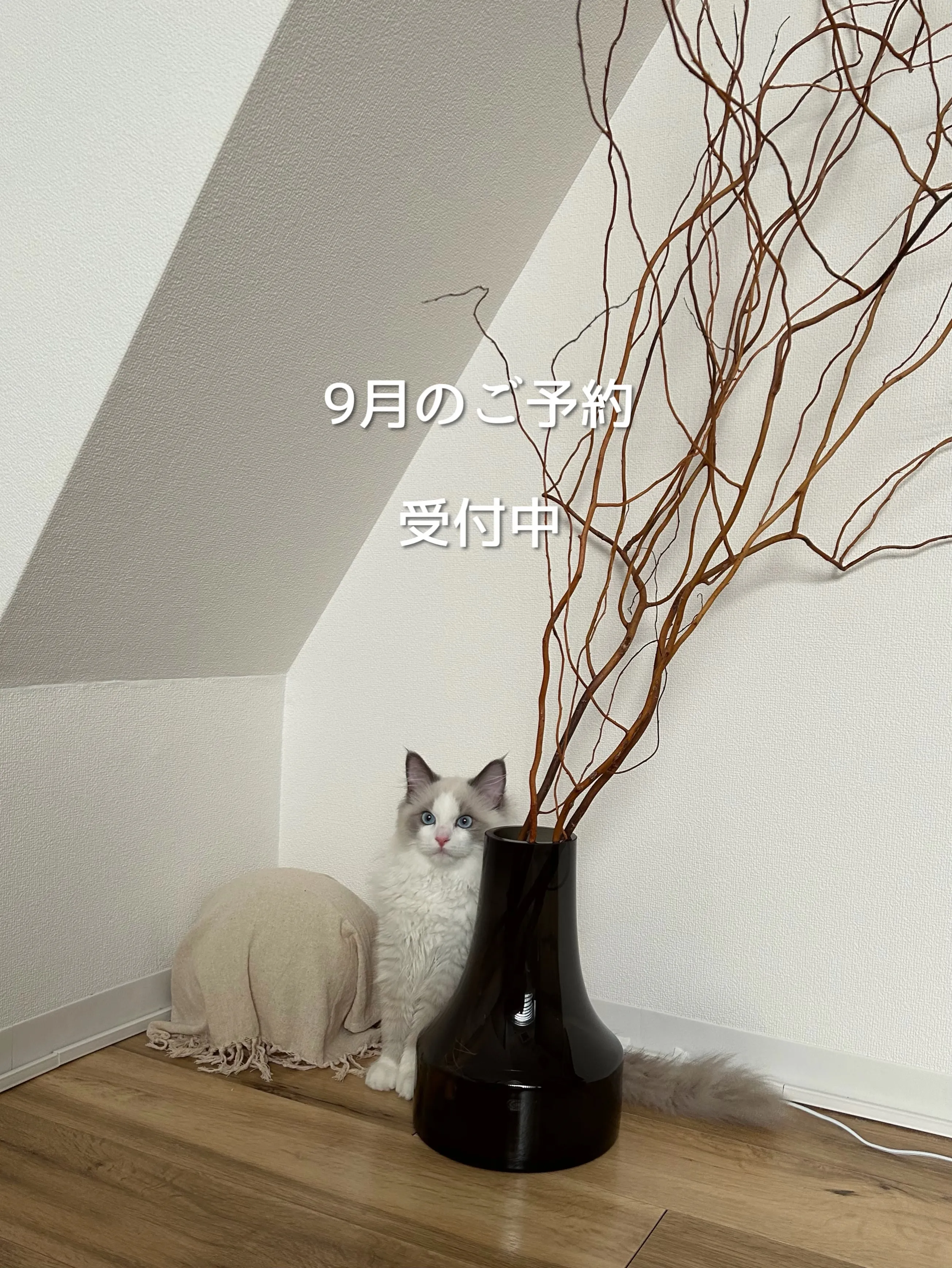 9月のご予約受付中です🐈⬛